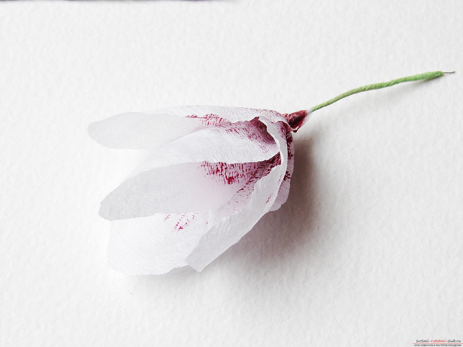 Мастер-класс с фото научит как делается магнолия - искусственные цветы из гофрированной бумаги своими руками.. Фото №15